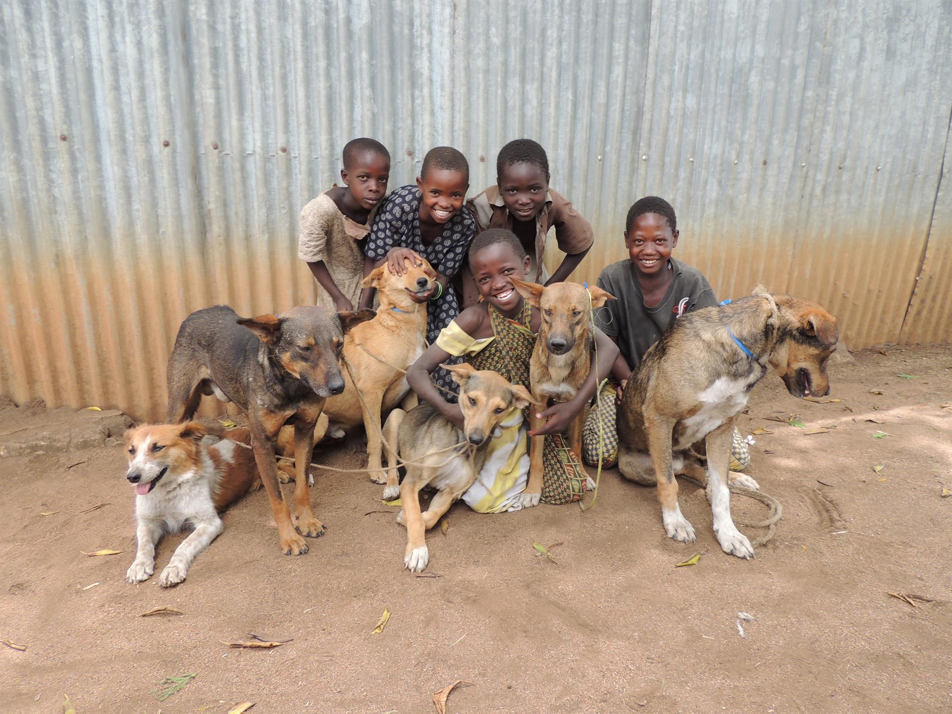 Mass dog vaccination campaign Africa